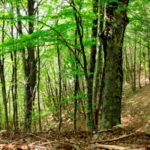 Le Faggete della Foresta Umbra diventano patrimonio UNESCO