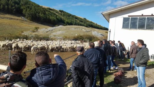 Le vie della lana: iniziato viaggio del documentario che racconta la civiltà della transumanza