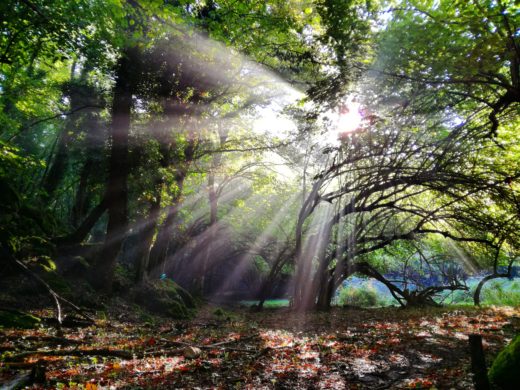 BOSCO DELLA FAJARAMA: IL CONSORZIO DI BONIFICA MONTANA DEL GARGANO REALIZZA UN PROGETTO INNOVATIVO PER L’AUMENTO DELLA BIODIVERSITÀ