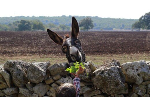 𝙁𝙍𝘼𝙉𝙏𝙊𝙄𝙊 𝙄𝙉 𝙅𝘼𝙕𝙕