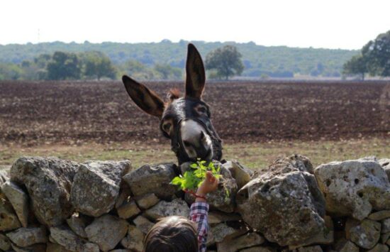 𝙁𝙍𝘼𝙉𝙏𝙊𝙄𝙊 𝙄𝙉 𝙅𝘼𝙕𝙕