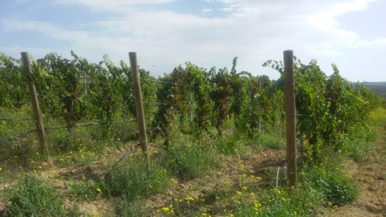 San Severo Doc, cinque cantine si alleano per spingere l’enoturismo