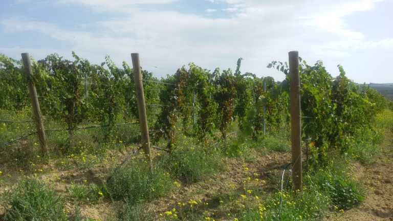 Vino in Puglia: ottimi risultati nel 2017 in vista del prossimo Vinitaly