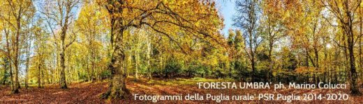 Il Centro Commerciale Gargano lancia “Ogni Albero Conta”: un progetto educativo per la Foresta Umbra