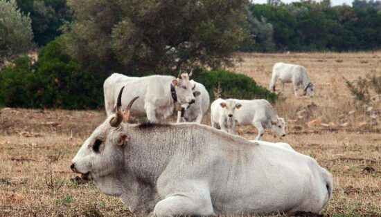 Carpino: alla masseria “Facenna” torna la festa della transumanza appuntamento il 25 aprile