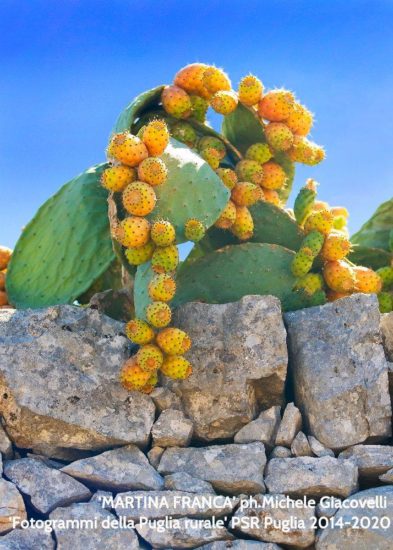 Fotogrammi della Puglia rurale, al via la seconda edizione