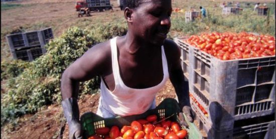 Quanto sangue costa un chilo di pomodori?