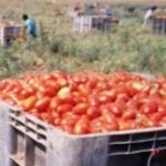 Bracciante nei campi di pomodoro del foggiano, sarà candidato presidente del Senegal