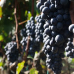 La Puglia regina della vendemmia 2018