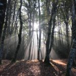 Il grande sonno della Foresta Umbra