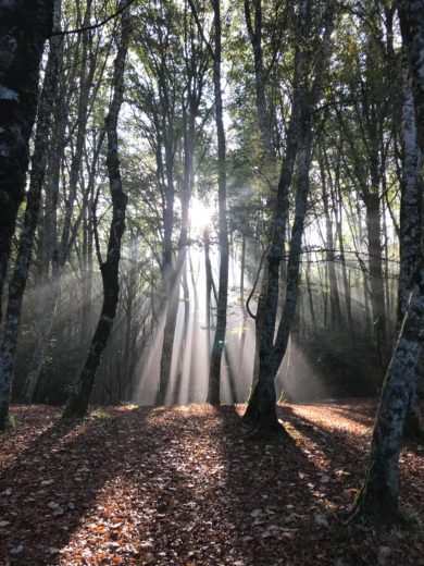 Il grande sonno della Foresta Umbra
