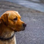 MICROCHIP DAY: A SAN GIOVANNI ROTONDO IL 28 MAGGIO L’EVENTO PER GLI AMICI A QUATTRO ZAMPE