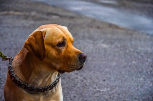 “MICROCHIP DAY”:  GRANDE SUCCESSO DELLA SECONDA EDIZIONE SANGIOVANNESE