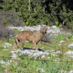 Lupi e cinghiali sul Gargano: una situazione diventata emergenza