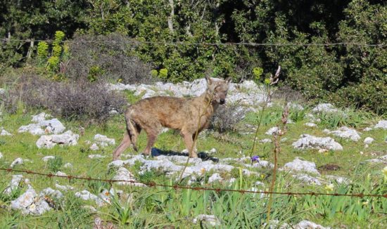 Lupi e cinghiali sul Gargano: una situazione diventata emergenza