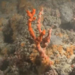 La Puglia come le Maldive, scoperta la prima barriera corallina nel Mar Mediterraneo