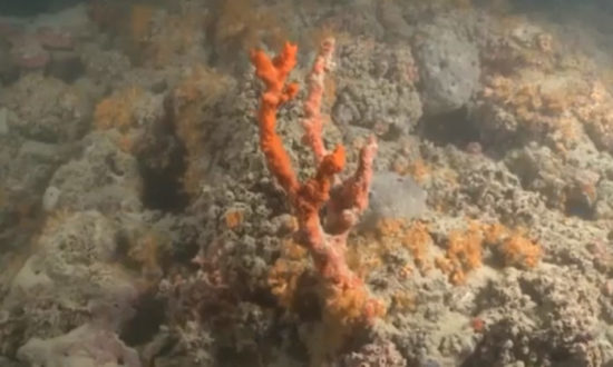 La Puglia come le Maldive, scoperta la prima barriera corallina nel Mar Mediterraneo