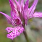 “Orchidays” Festival delle Orchidee a Mattinata dal 22 al 25 Aprile