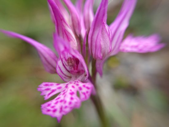 Seminario formativo sulle orchidee spontanee del Gargano con il dottor Giovanni Russo