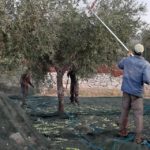 I WEEKEND ESPERIENZIALI A MATTINATA CON FèXTRA: EXPERIENCE NEI FRANTOI E VISITE GUIDATE