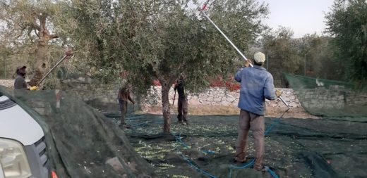 Chi va a raccogliere le olive non verrà interrogato: la proposta della prof.