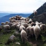 Transumanza, ora è patrimonio culturale dell’Unesco
