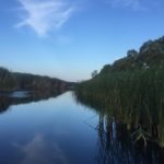 Il Marrubio, una pia20nta che nelle  zone paludose della Daunia