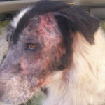 Salviamo i cani del canile di San Giovanni Rotondo