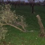 Atti vandalici nelle campagne sangiovannesi. Danneggiati 75 alberi