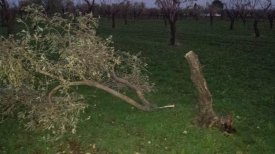 Atti vandalici nelle campagne sangiovannesi. Danneggiati 75 alberi
