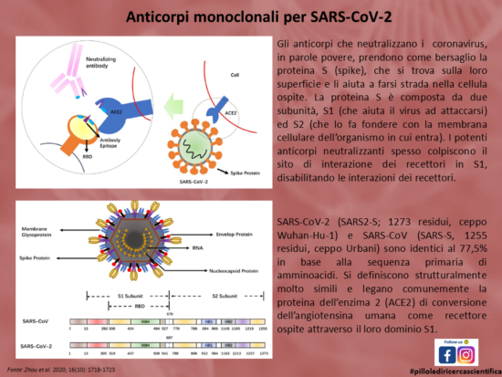Gli anticorpi monoclonali  come potenziale terapeutico nell’infezione da “SARS-CoV-2”