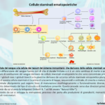 Panoramica sulle cellule staminali