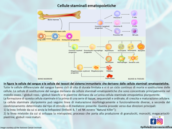 Panoramica sulle cellule staminali