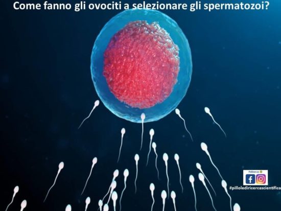 Come fanno gli ovociti a selezionare gli spermatozoi?
