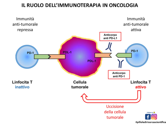 Il ruolo dell’immunitario in oncologia