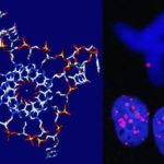 Il ricercatore sangiovannese Federico Fabrizio ci parla: del DNA a quadrupla elica