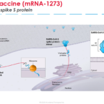 L’inizio del trial di fase 3: speranza e qualche certezza in più per il nuovo vaccino a base di mRNA per SARS-CoV-2