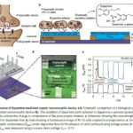 La sinapsi artificiale bioibrida: l’interfaccia con le cellule neuronali