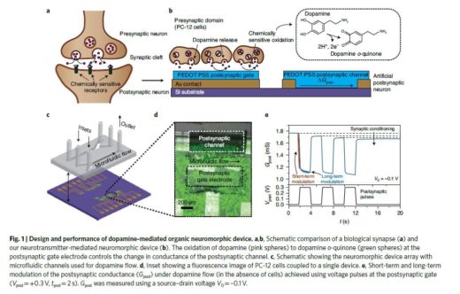 La sinapsi artificiale bioibrida: l’interfaccia con le cellule neuronali