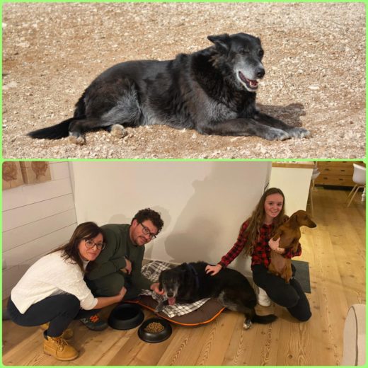 DOPO TANTI ANNI IN CANILE, FINALMENTE PER “NONNO” PEPE INIZIA UNA NUOVA VITA