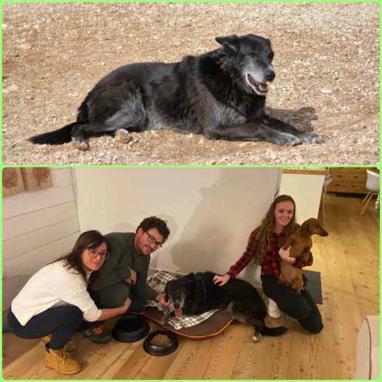 DOPO TANTI ANNI IN CANILE, FINALMENTE PER “NONNO” PEPE INIZIA UNA NUOVA VITA