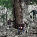 È alto 38 metri e ha una circonferenza di 560 centimetri. L’acero opalo rilevato nel territorio di Vieste, ai margini della Foresta Umbra, è il più grande d’Italia.