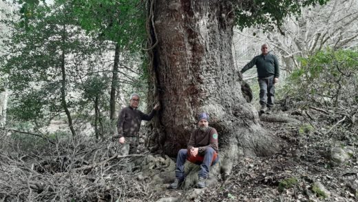 È alto 38 metri e ha una circonferenza di 560 centimetri. L’acero opalo rilevato nel territorio di Vieste, ai margini della Foresta Umbra, è il più grande d’Italia.