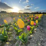 L’I.C. “PASCOLI FORGIONE” E’ UNA DELLE 100 SCUOLE PUGLESI NEL PROGETTO “COLTIVIAMO IL FUTURO – TULIPANI DI PUGLIA SCHOOL EDITION”