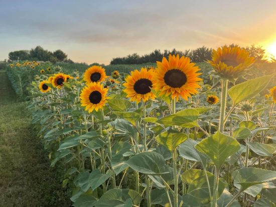 Girasoli e Lavanda di Puglia, a Foggia